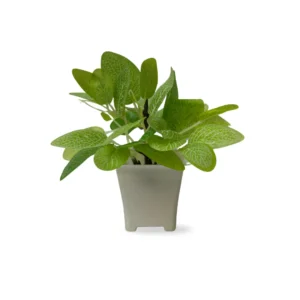 Miniature Faux Nerve Plant (Fittonia) in Pot